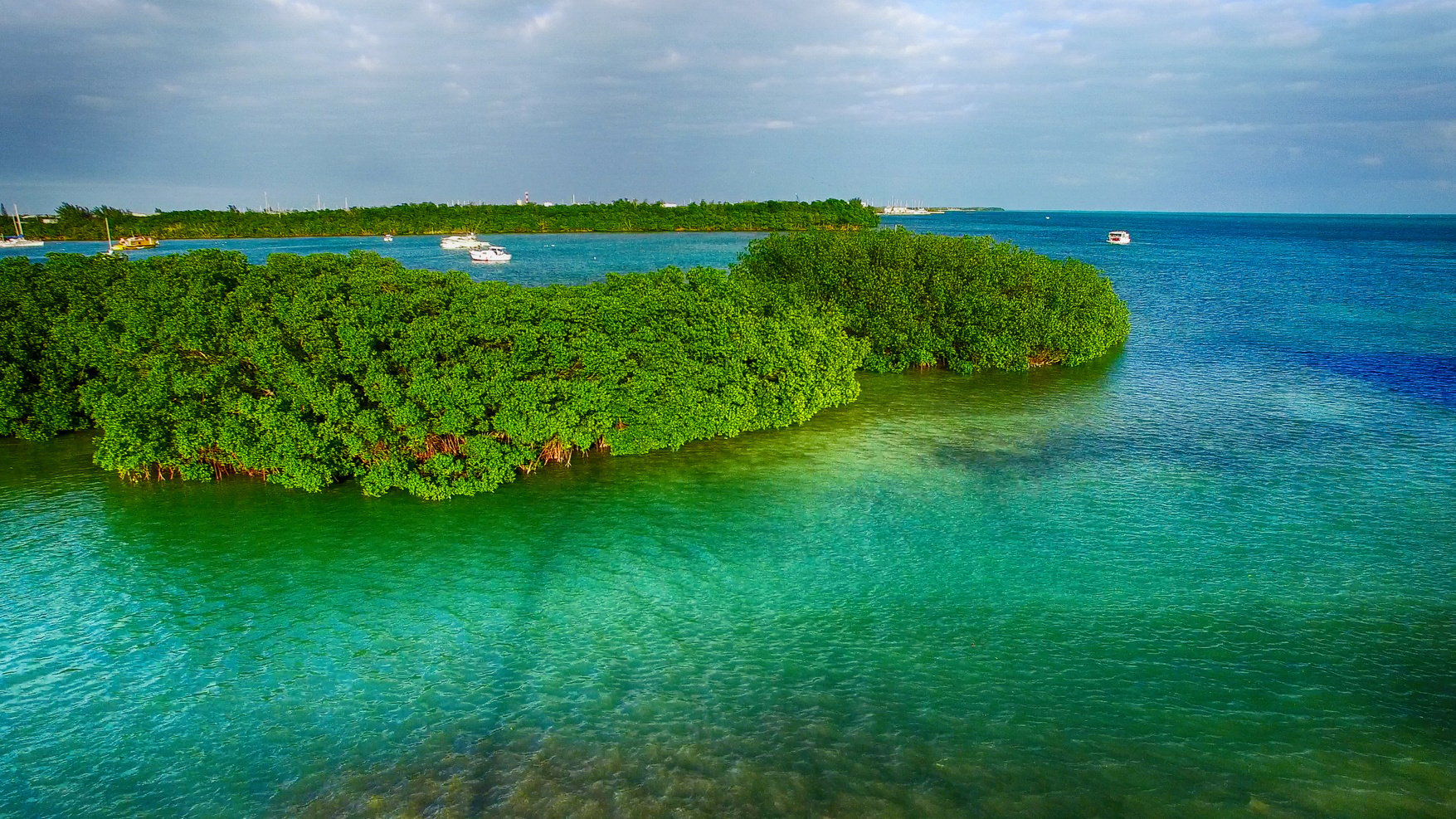 Aerial View of Mangroves and Ocean